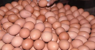 RAB starts raiding to keep egg market stable