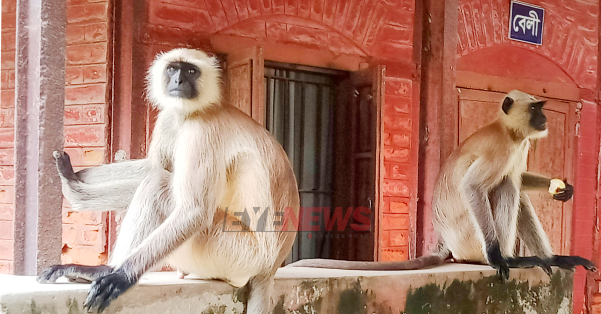 একটি বিল্ডিং এর ওপরে বসে আছে দুইটি কালোমুখো হনুমান (বানর)। ছবি- আই নিউজ