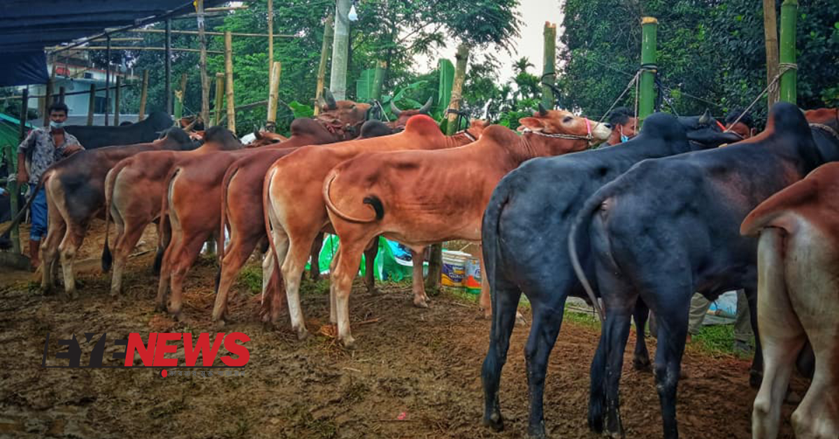 মৌলভীবাজারের একটি হাটে তোলা কোরবানির গরু। ছবি- হেলাল আহমেদ