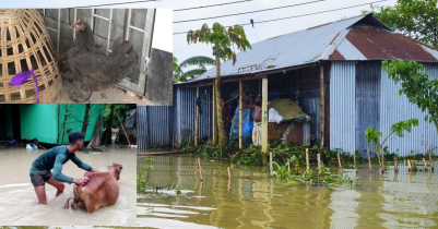 মৌলভীবাজারে বন্যায় মারা গেছে দেড় হাজার মুরগি, ১১শ হাঁস