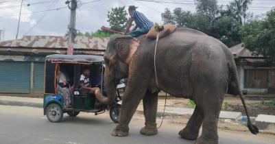 কমলগঞ্জে হাতি দিয়ে চাঁদাবাজি, অতিষ্ঠ জন সাধারণ