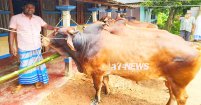 কোরবানির ঈদের হাট কাঁপাতে প্রস্তুত জুড়ীর বিগবস, টাইগার ও বুলেট