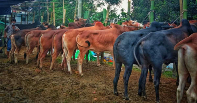 মৌলভীবাজারের খামারগুলোতে কুরবানির পশু ঘাটতি, নেপথ্যের কারণ