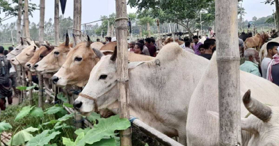 নবীগঞ্জে ক্রেতায় সরগরম কুরবানির পশুর হাট 