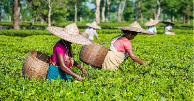 রপ্তানিমুখী চা শিল্পের সংকল্প নিয়ে পালিত হচ্ছে জাতীয় চা দিবস