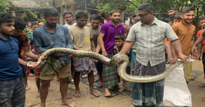 শ্রীমঙ্গলে গোয়াল ঘর থেকে অজগর উদ্ধার