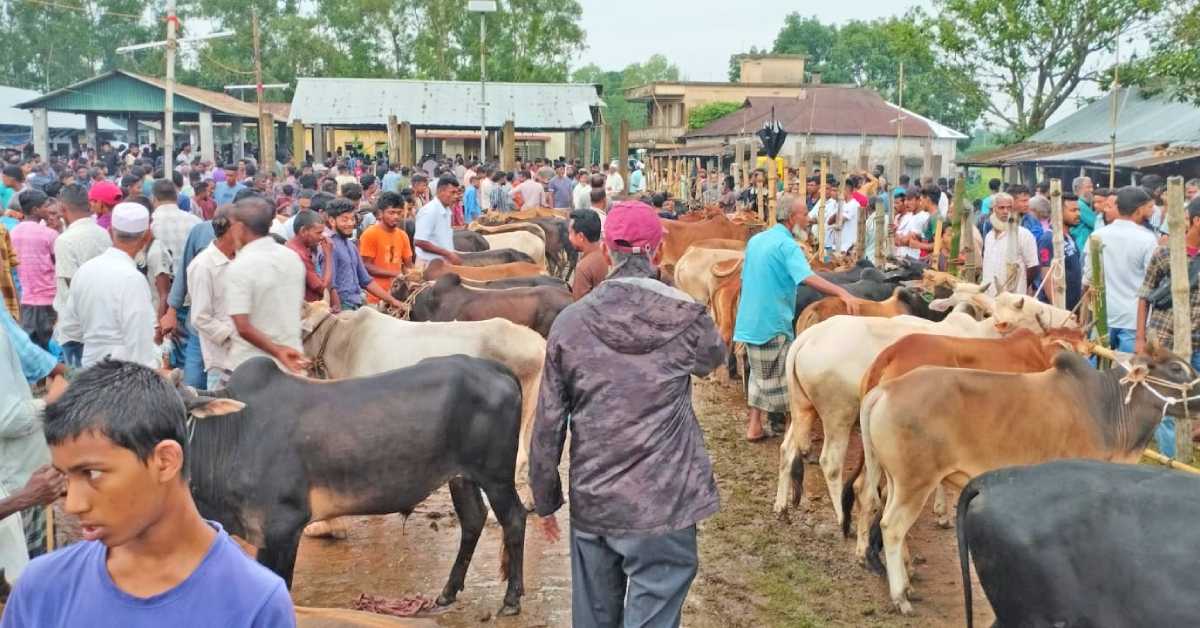 মৌলভীবাজারের পশুর হাটগুলোতে এবছর দেশীয় গরুর চাহিদাই সবার বেশি। ছবি- আই নিউজ