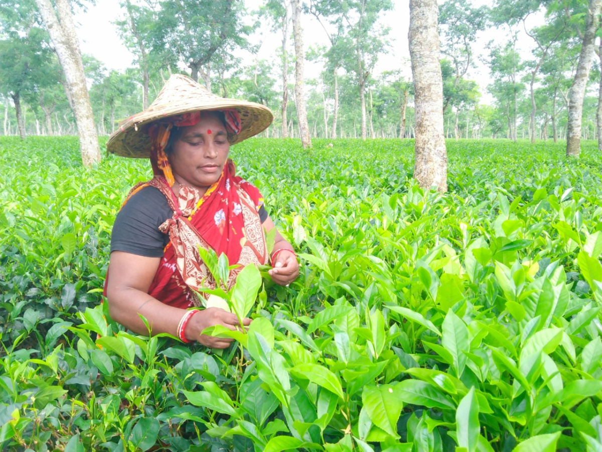 শ্রীমঙ্গলের ভাড়াউড়া চা বাগান থেকে চা পাতি তুলছেন নারী চা শ্রমিক। ছবি: আই নিউজ