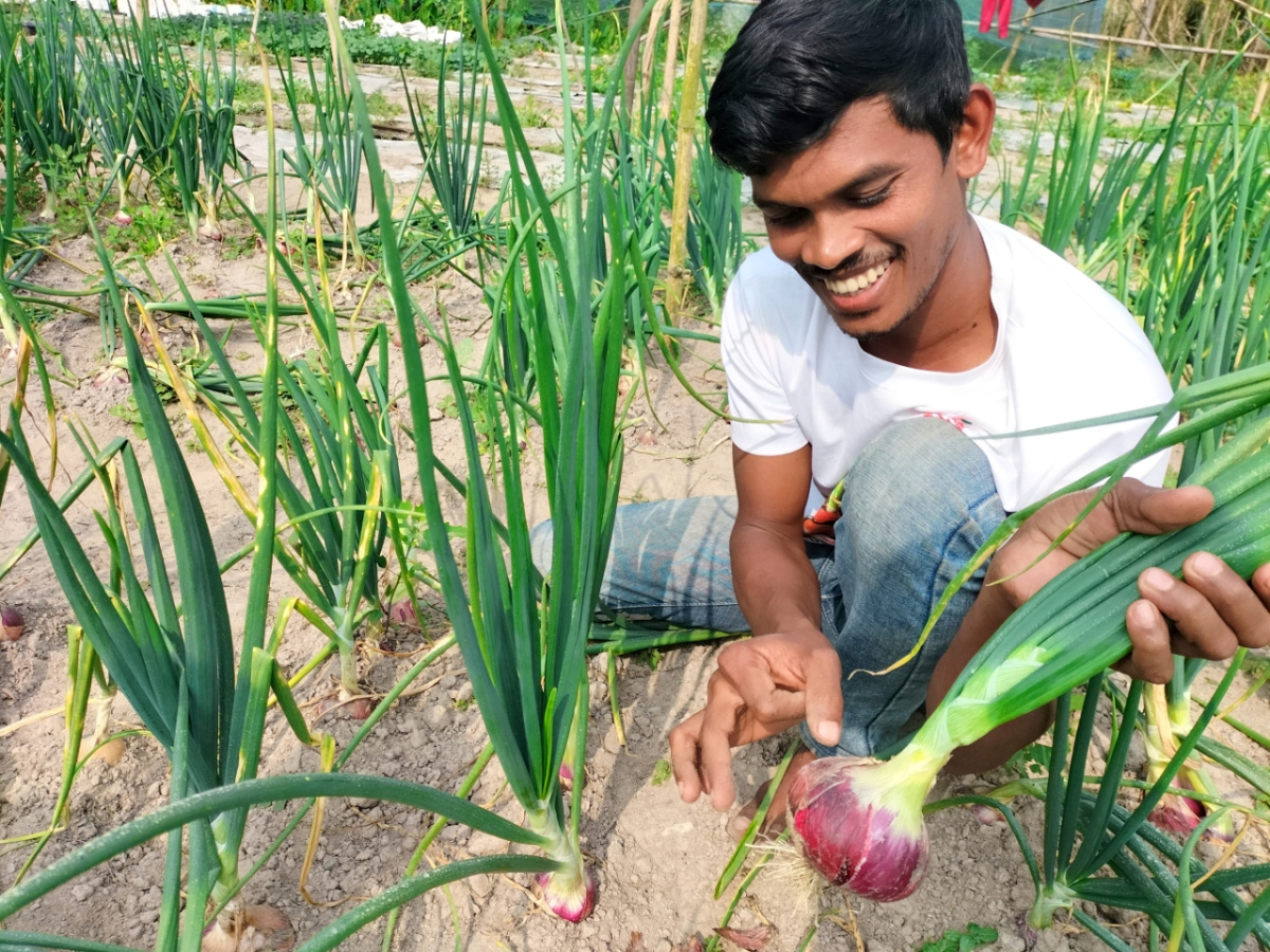 গ্রীস্মকালীন পেঁয়াজ সংগ্রহ করছেন চাষী রায়হান আহমেদ। ছবি: আই নিউজ