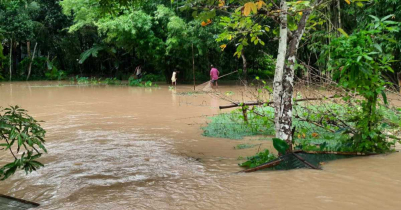 মৌলভীবাজারে বন্যায় প্রাণীসম্পদের ক্ষতি প্রায় ৮৪ লাখ টাকা