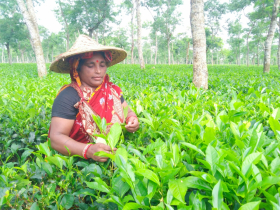 তিনমাসের মধ্যে চা শ্রমিক ইউনিয়নের নির্বাচন: নাহিদুল ইসলাম