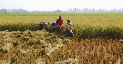 শ্রীমঙ্গলে আগাম জাতের আমন ধান কাটতে ব্যস্ত কৃষক 