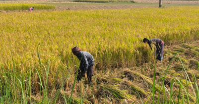 রাণীশৈংকৈলে আমন ধানের বাম্পার ফলন, ভালো দাম পাওয়ায় খুশি কৃষকরা