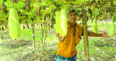 কমলগঞ্জে লাউ চাষ করে সফল ‘মজিদ বক্স’