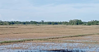 কমলগঞ্জে বন্যায় কৃষির ব্যাপক ক্ষতি