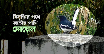 বিলুপ্তির পথে জাতীয় পাখি দোয়েল