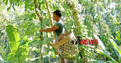 পানের দাম কম আর্থিক সংকটে মৌলভীবাজার, সিলেটের খাসিয়ারা