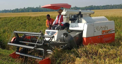 মৌলভীবাজারে আমন ধান কাটা শুরু, ব্যস্ত কৃষকরা 