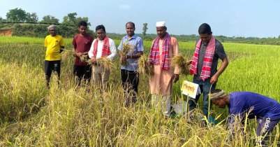 কমলগঞ্জে সার-কীটনাশক ছাড়াই ১১ জাতের বিদেশি ধান চাষ করে মোহন রবিদাসের বাজিমাত