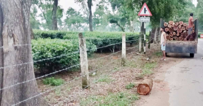 কমলগঞ্জের চা বাগান গুলোতে নির্বিচারে ছায়াবৃক্ষ নিধন