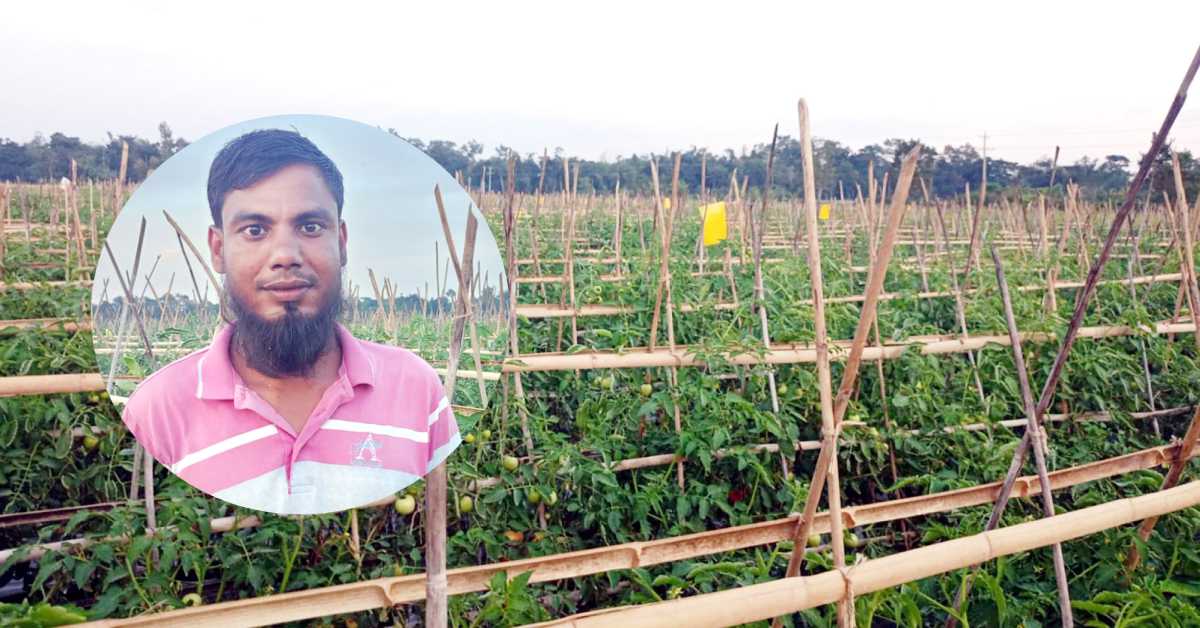 তরুণ কৃষক আব্দুল মান্নান এবছর ১০ বিঘা জমিতে আগাম টমেটো আবাদ করেছেন।