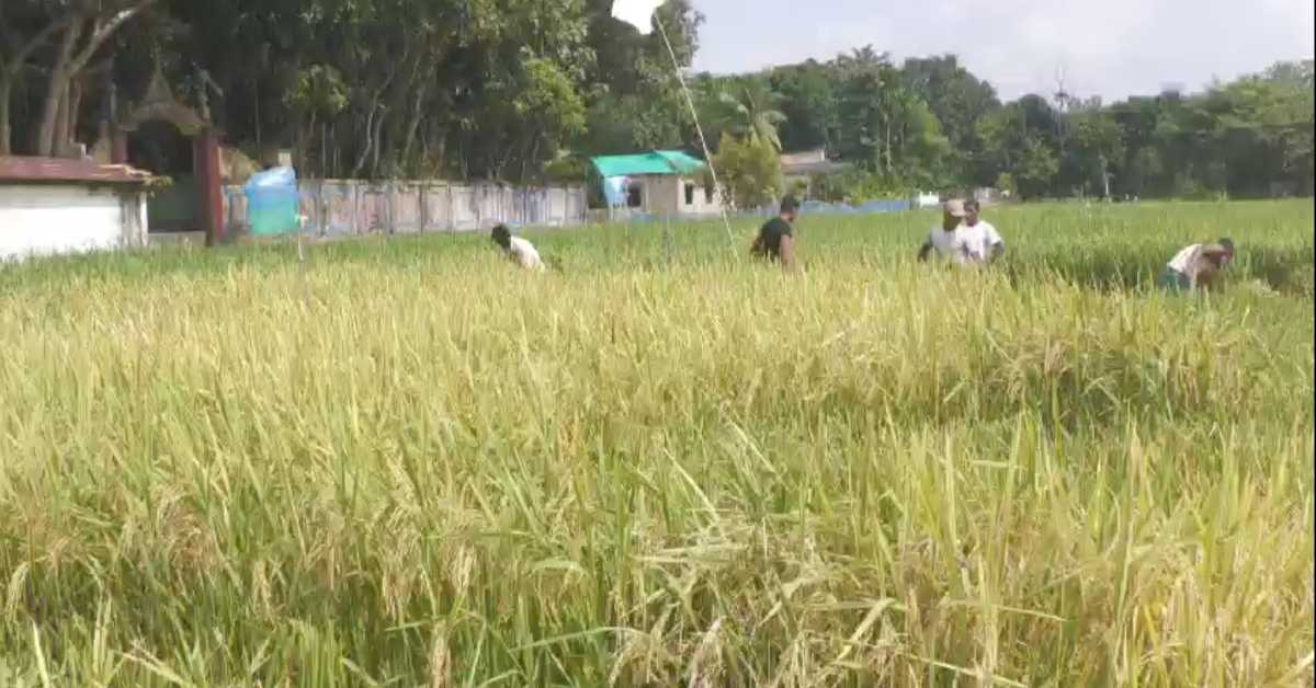 মাঠ থেকে আগাম জাতের ব্রি ৭৫ ধান কেটে ঘরে তুলছেন কৃষকরা। ছবি- আমির মিয়া