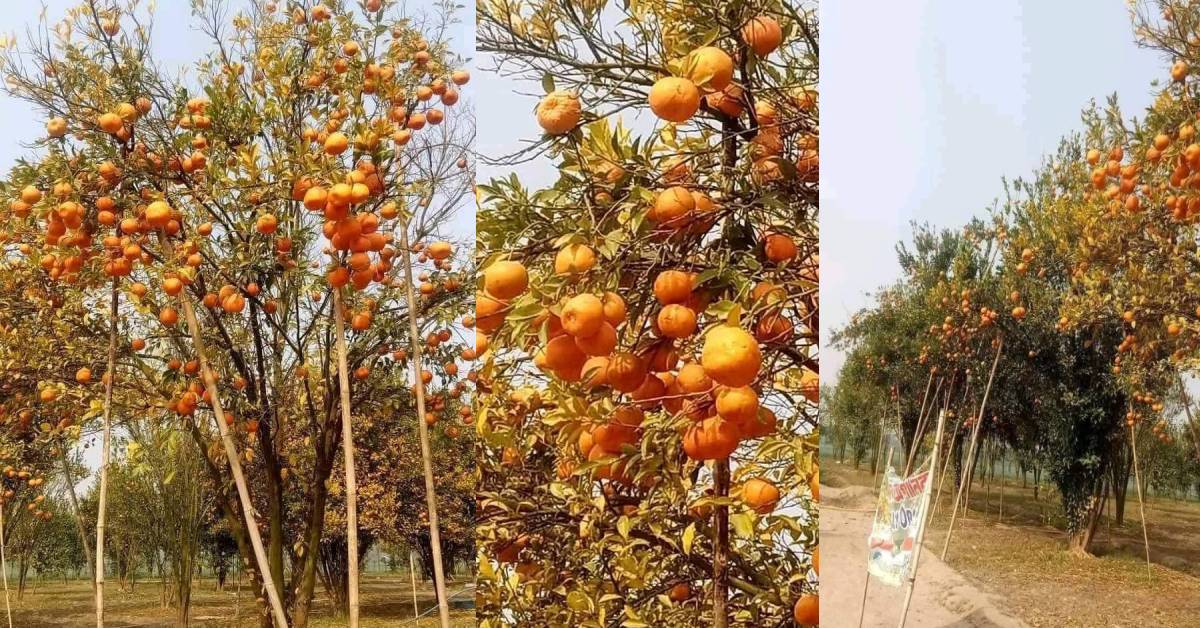 কমলার ভারে হেলে পড়েছে গাছের ডালপালা। ছবি- আই নিউজ