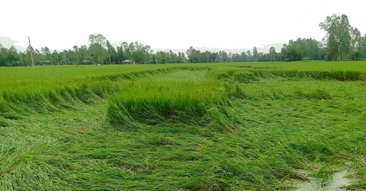 ঘূর্ণিঝড় দানার প্রভাবে ক্ষতিগ্রস্ত ডিমলার কয়েক হেক্টর ধানি ক্ষেত। ছবি- আই নিউজ