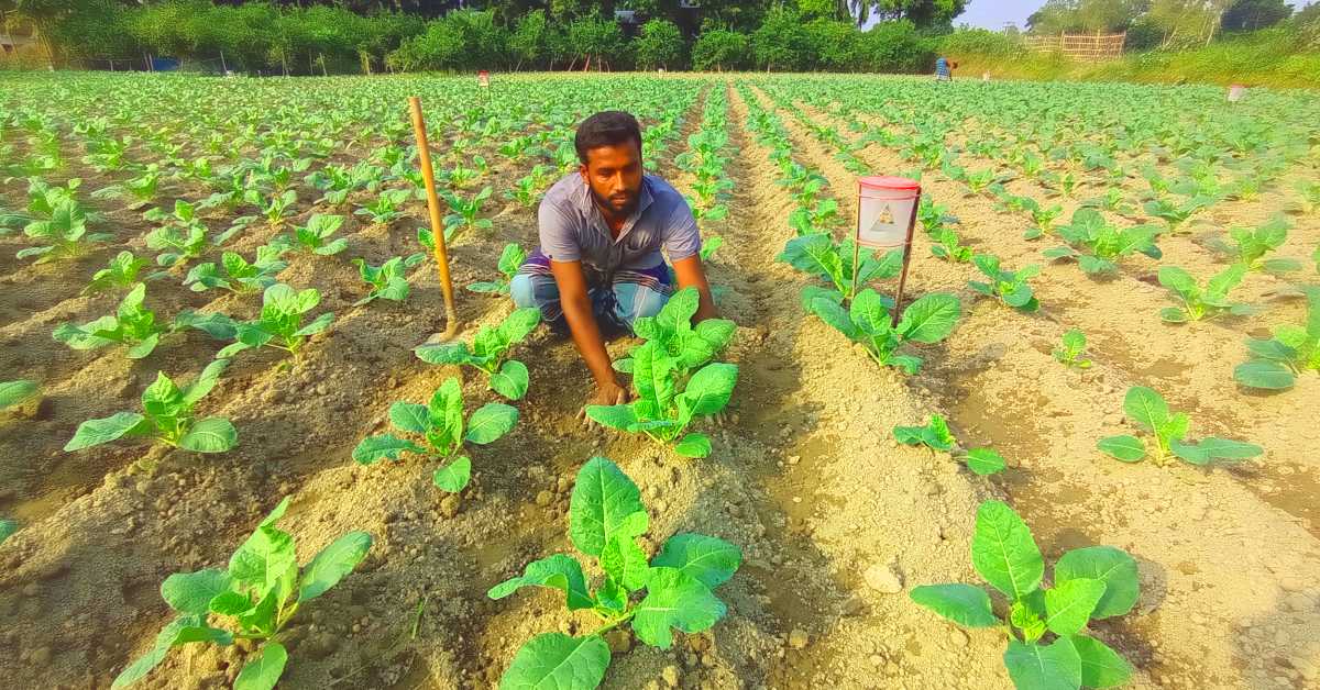 আলু বীজের দাম বেশি ও উৎপাদন ব্যয় বেশি হওয়ায় কৃষকরা ঝুঁকছেন কপি চাষে। ছবি- আই নিউজ