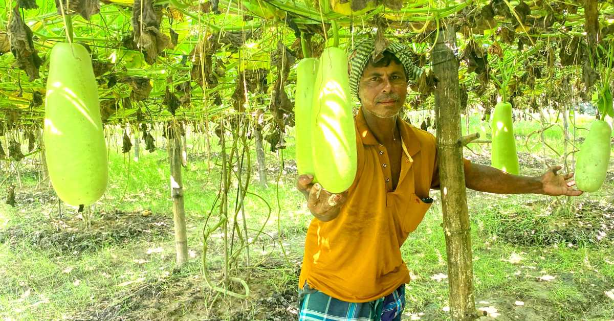 নিজ জমিনের লাউ হাতে মজিদ বক্স। ছবি- আই নিউজ