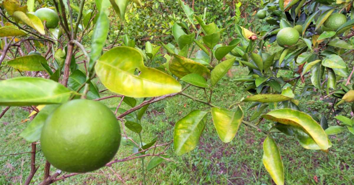 জুড়ীর একটি মাল্টা বাগানের চিত্র।