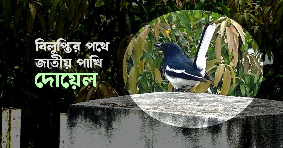 জাতীয় পাখি দোয়েলের ছবি।