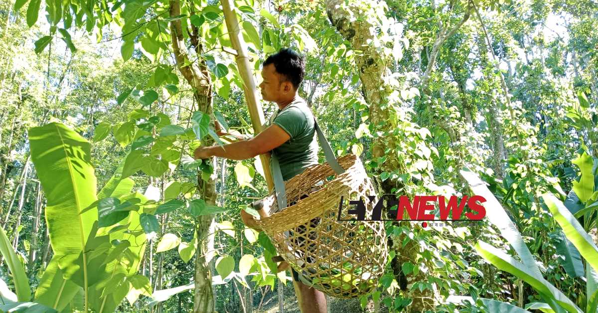 পুঞ্জির পান গাছের পান সংগ্রহ করছেন এক খাসিয়া শ্রমিক। ছবি- আই নিউজ