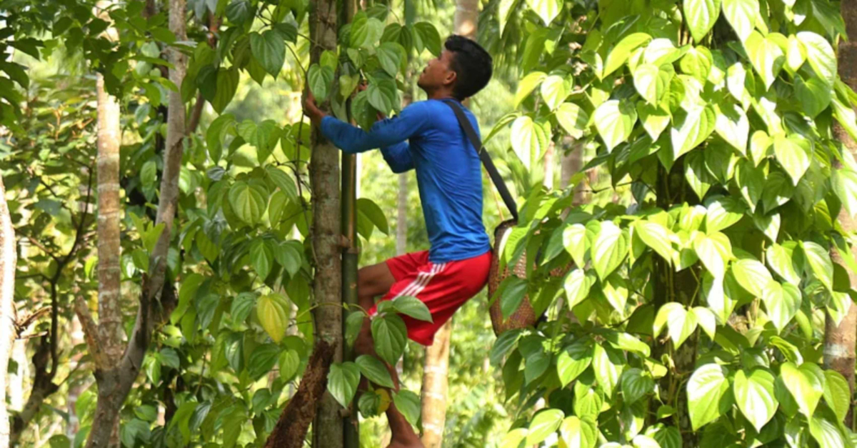 পুঞ্জির পান সংগ্রহ করছেন একজন পান চাষি। ছবি- সংগৃহীত