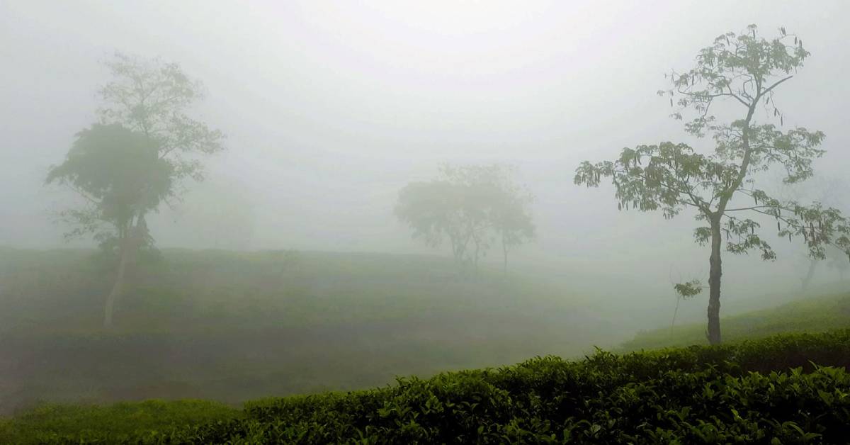 কুয়াশার চাদরে ঘেরা শ্রীমঙ্গলের চা বাগান। ছবি- আই নিউজ