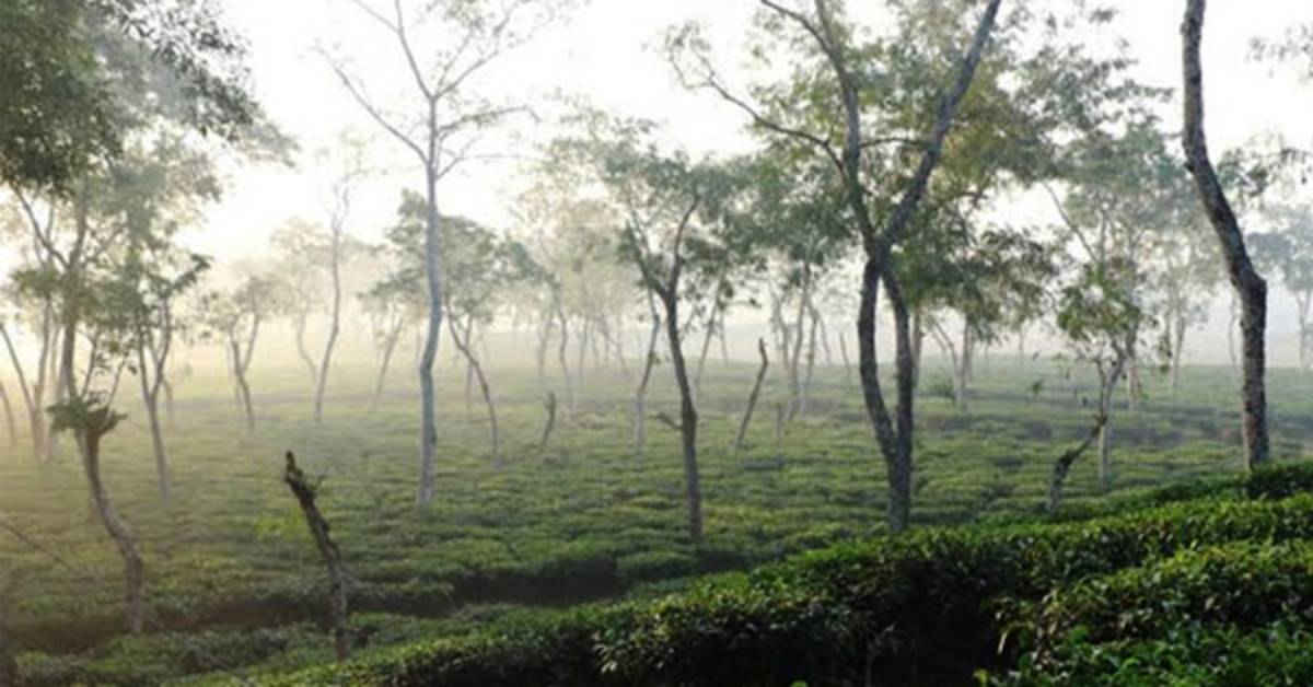 শীতের কুয়াশায় ঘেরা শ্রীমঙ্গলের একটি চা বাগান। ছবি- সংগৃহীত