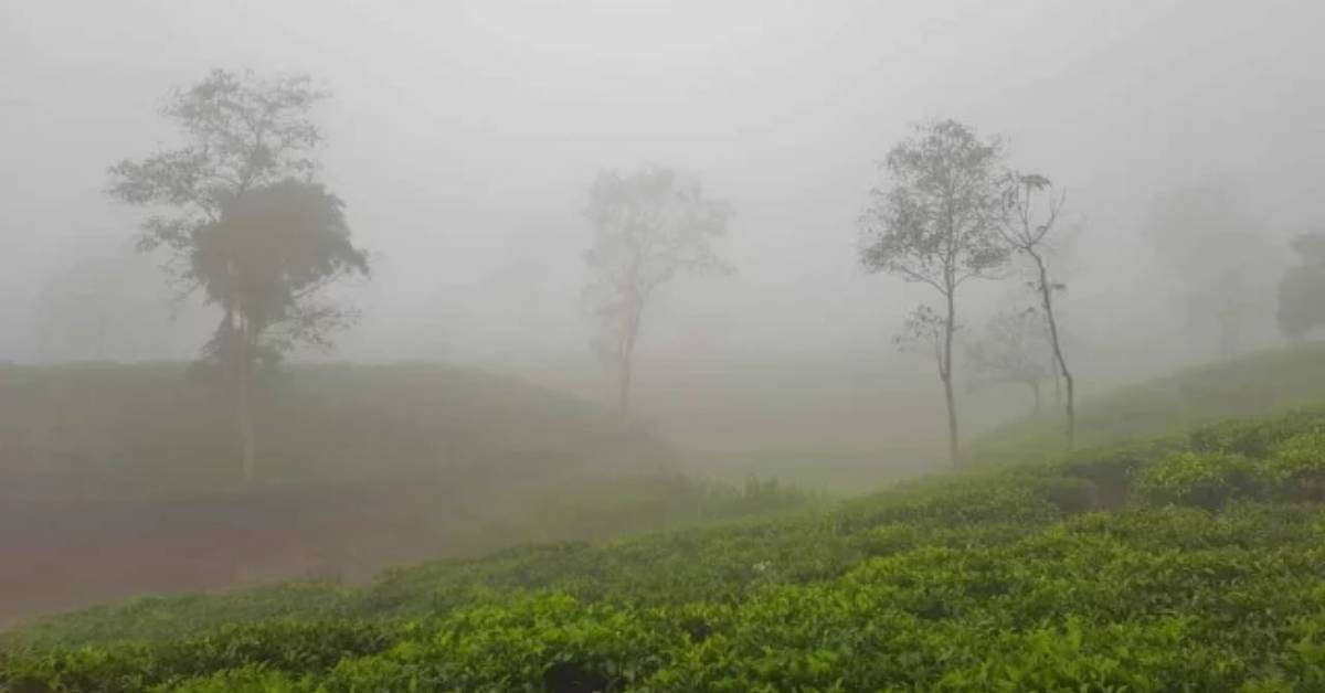 কুয়াশার চাদরে ঘেরা শ্রীমঙ্গলের চা বাগান। ছবি- আই নিউজ