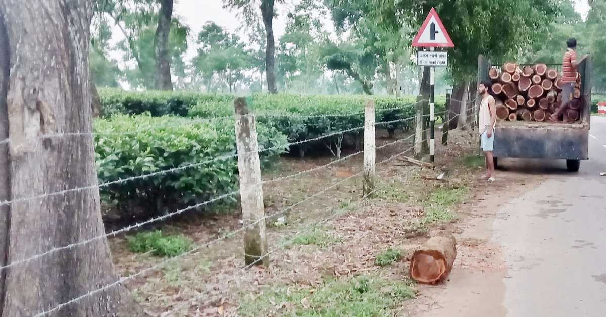 গাছ কাটার পর গাড়ি দিয়ে নিয়ে যাওয়া হচ্ছে। ছবি- আই নিউজ