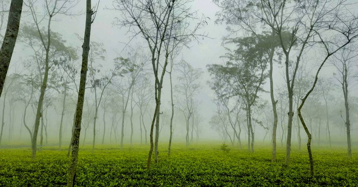 শ্রীমঙ্গলের চা বাগানে শীতের কুয়াশার দৃশ্য। ছবি- আই নিউজ