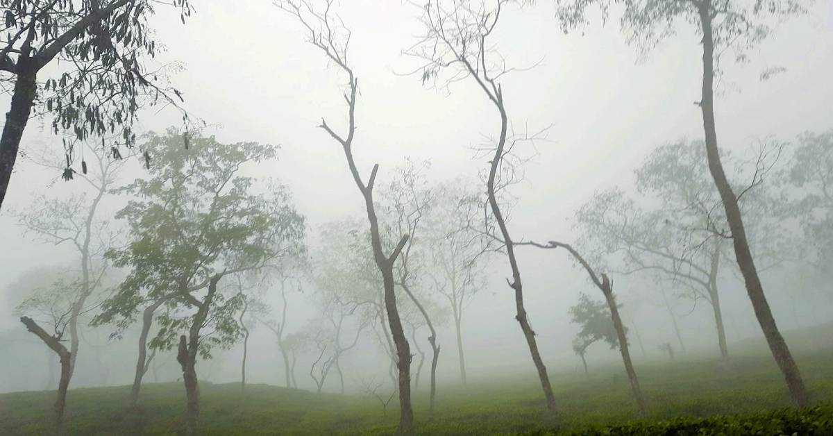 কুয়াশার চাদরে ঘেরা শ্রীমঙ্গলের চা বাগান। ছবি- আই নিউজ